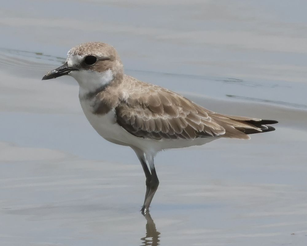 Kulík vtší (Anarhynchus leschenaultii)