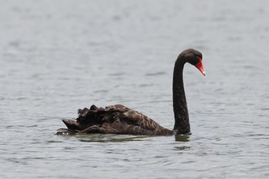 Labu erná (Cygnus atratus)