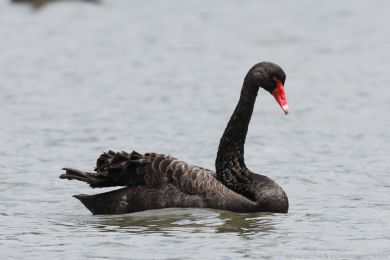 Labu erná (Cygnus atratus)