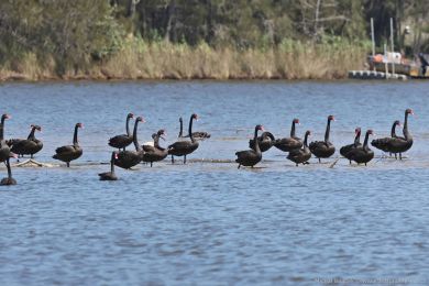 Labu erná (Cygnus atratus)