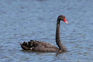 Labu erná (Cygnus atratus)