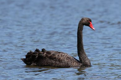 Labu erná (Cygnus atratus)