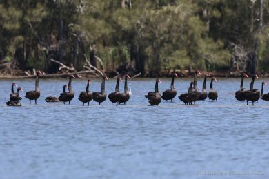 Labu erná (Cygnus atratus)