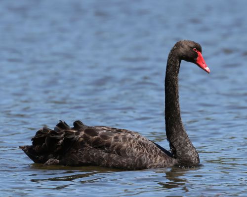 Labu erná (Cygnus atratus)