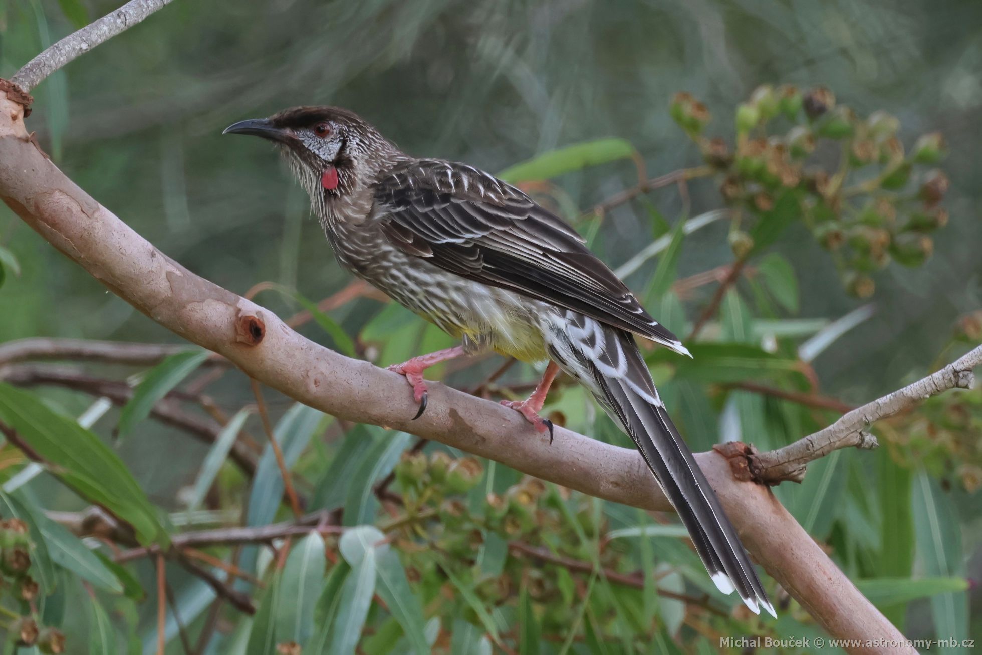 Lalonatka jihoaustralská (Anthochaera carunculata)