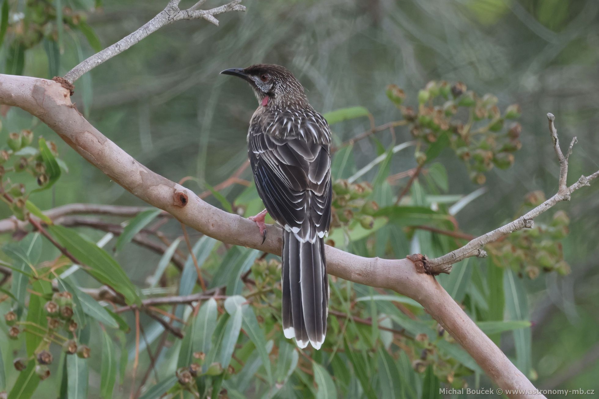 Lalonatka jihoaustralská (Anthochaera carunculata)