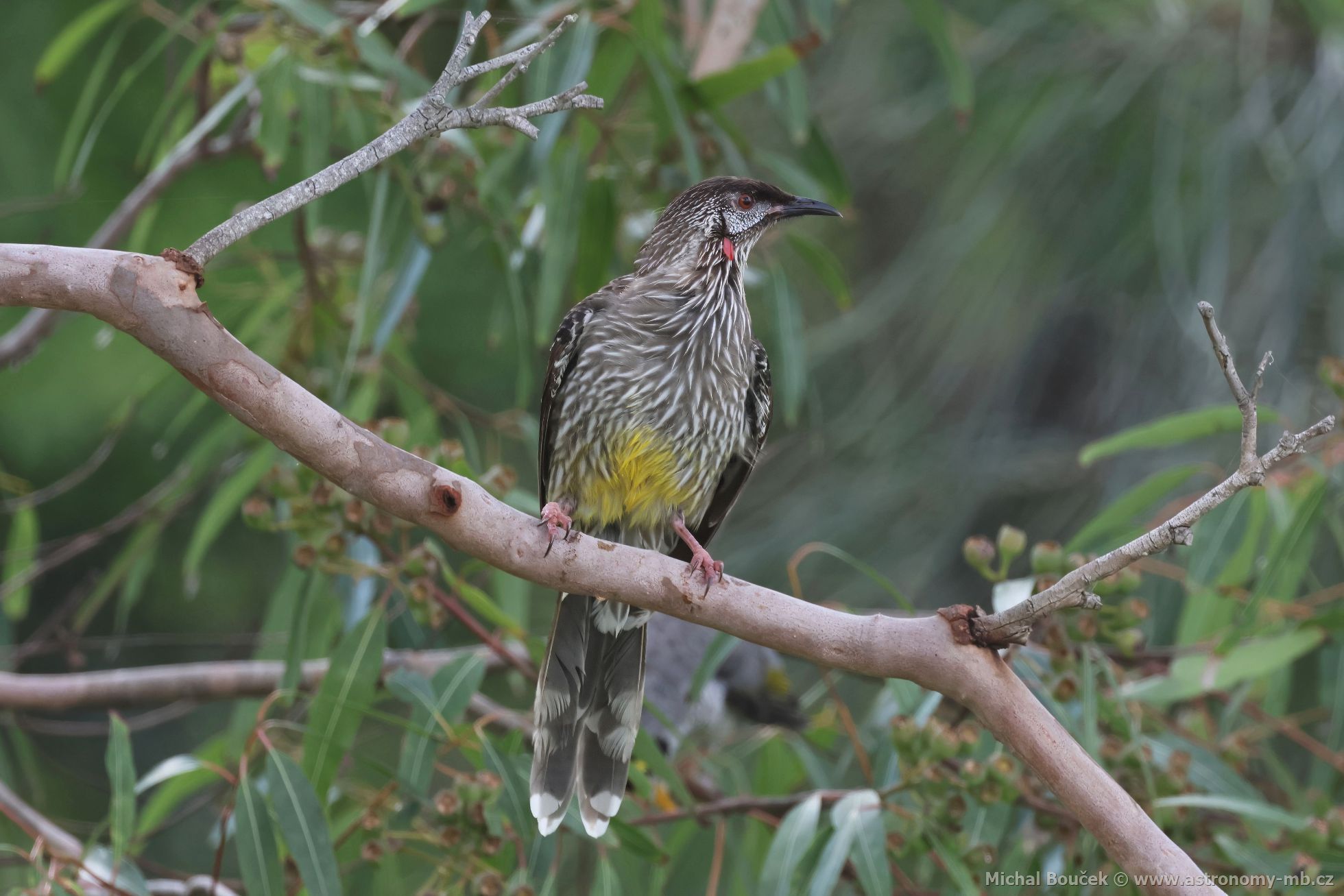 Lalonatka jihoaustralská (Anthochaera carunculata)