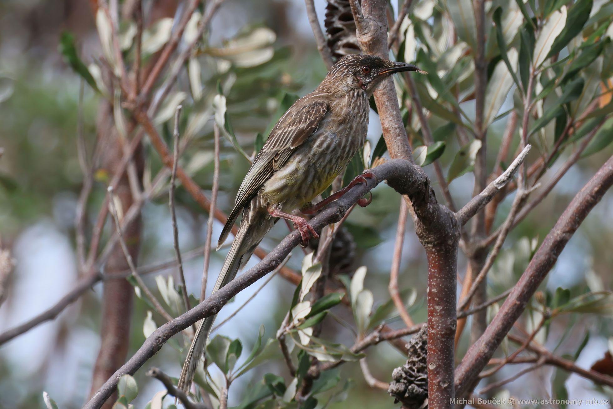 Lalonatka jihoaustralská (Anthochaera carunculata)