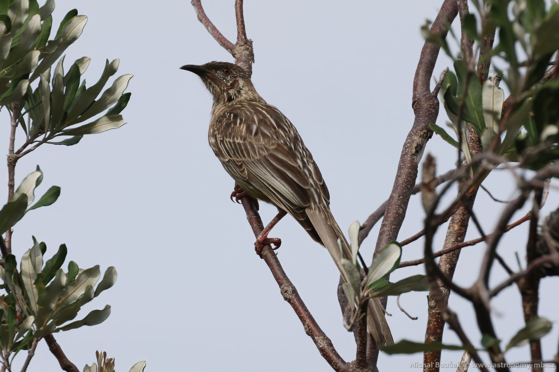 Lalonatka jihoaustralská (Anthochaera carunculata)