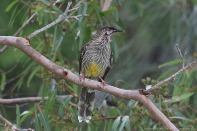 Lalonatka jihoaustralská (Anthochaera carunculata)
