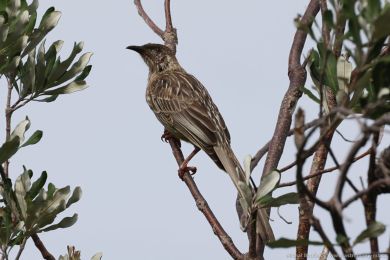 Lalonatka jihoaustralská (Anthochaera carunculata)