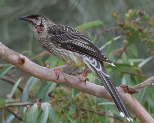 Lalonatka jihoaustralská (Anthochaera carunculata)