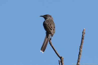 Laločnatka malá (Anthochaera chrysoptera) Laločnatka malá (Anthochaera chrysoptera)