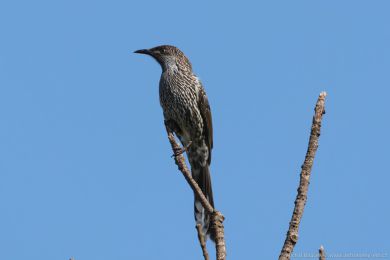 Laločnatka malá (Anthochaera chrysoptera) Laločnatka malá (Anthochaera chrysoptera)