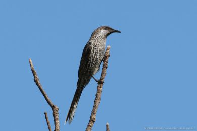 Laločnatka malá (Anthochaera chrysoptera) Laločnatka malá (Anthochaera chrysoptera)