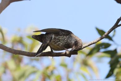 Laločnatka malá (Anthochaera chrysoptera) Laločnatka malá (Anthochaera chrysoptera)