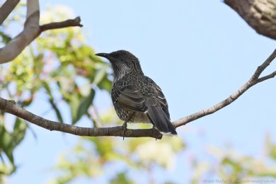 Laločnatka malá (Anthochaera chrysoptera) Laločnatka malá (Anthochaera chrysoptera)