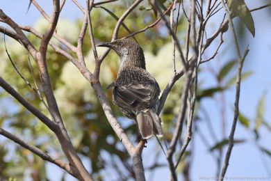 Laločnatka malá (Anthochaera chrysoptera) Laločnatka malá (Anthochaera chrysoptera)