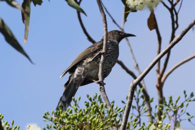 Laločnatka malá (Anthochaera chrysoptera) Laločnatka malá (Anthochaera chrysoptera)