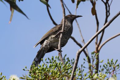 Laločnatka malá (Anthochaera chrysoptera) Laločnatka malá (Anthochaera chrysoptera)