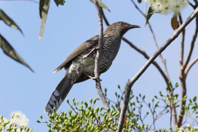 Laločnatka malá (Anthochaera chrysoptera) Laločnatka malá (Anthochaera chrysoptera)