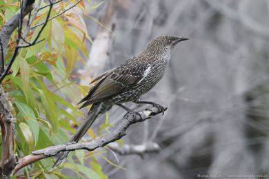 Laločnatka malá (Anthochaera chrysoptera) Laločnatka malá (Anthochaera chrysoptera)