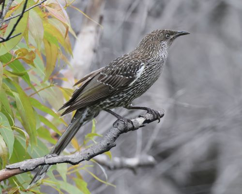 Lalonatka malá (Anthochaera chrysoptera)