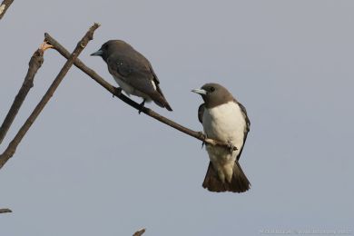 Lasolet blobichý (Artamus leucorynchus)