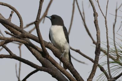 Lasolet blobichý (Artamus leucorynchus)