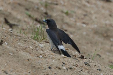Lasolet blobichý (Artamus leucorynchus)