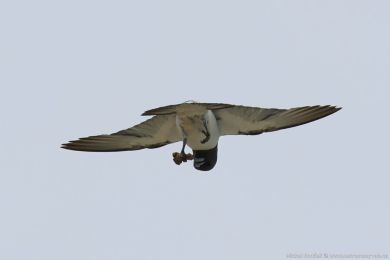 Lasolet blobichý (Artamus leucorynchus)