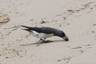 Lasolet blobichý (Artamus leucorynchus)