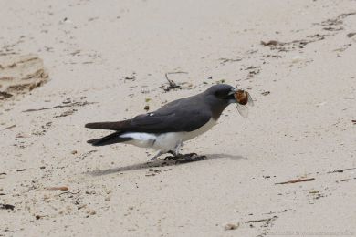 Lasolet blobichý (Artamus leucorynchus)