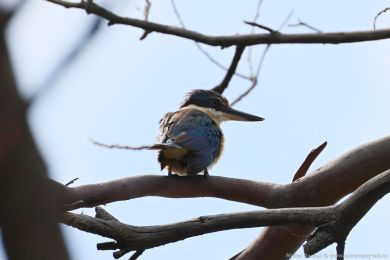 Ledáek posvátný (Todiramphus sanctus)