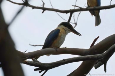 Ledáek posvátný (Todiramphus sanctus)