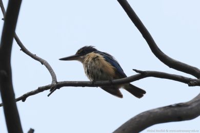 Ledáek posvátný (Todiramphus sanctus)