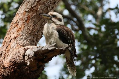 Ledòák obrovský (Dacelo novaeguineae) Ledòák obrovský (Dacelo novaeguineae)