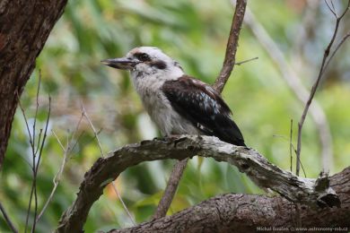 Ledòák obrovský (Dacelo novaeguineae) Ledòák obrovský (Dacelo novaeguineae)