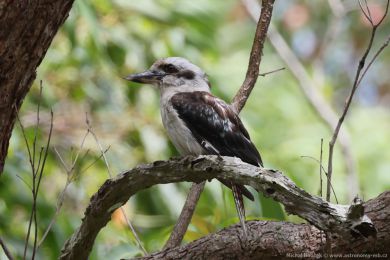 Ledòák obrovský (Dacelo novaeguineae) Ledòák obrovský (Dacelo novaeguineae)