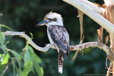 Ledòák obrovský (Dacelo novaeguineae) Ledòák obrovský (Dacelo novaeguineae)