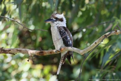Ledòák obrovský (Dacelo novaeguineae) Ledòák obrovský (Dacelo novaeguineae)