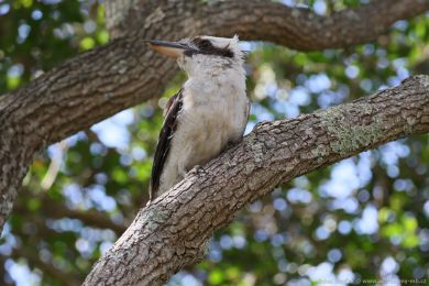 Ledòák obrovský (Dacelo novaeguineae) Ledòák obrovský (Dacelo novaeguineae)