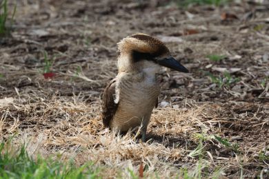 Ledòák obrovský (Dacelo novaeguineae) Ledòák obrovský (Dacelo novaeguineae)