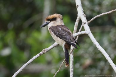 Ledòák obrovský (Dacelo novaeguineae) Ledòák obrovský (Dacelo novaeguineae)
