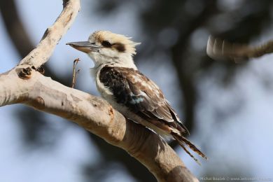 Ledòák obrovský (Dacelo novaeguineae) Ledòák obrovský (Dacelo novaeguineae)