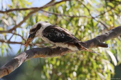 Ledòák obrovský (Dacelo novaeguineae) Ledòák obrovský (Dacelo novaeguineae)