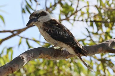 Ledòák obrovský (Dacelo novaeguineae) Ledòák obrovský (Dacelo novaeguineae)