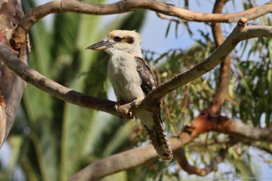 Ledòák obrovský (Dacelo novaeguineae) Ledòák obrovský (Dacelo novaeguineae)