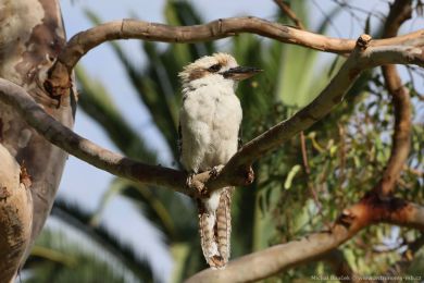 Ledòák obrovský (Dacelo novaeguineae) Ledòák obrovský (Dacelo novaeguineae)