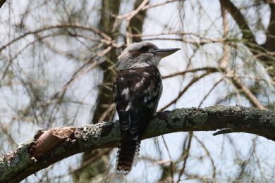 Ledòák obrovský (Dacelo novaeguineae) Ledòák obrovský (Dacelo novaeguineae)